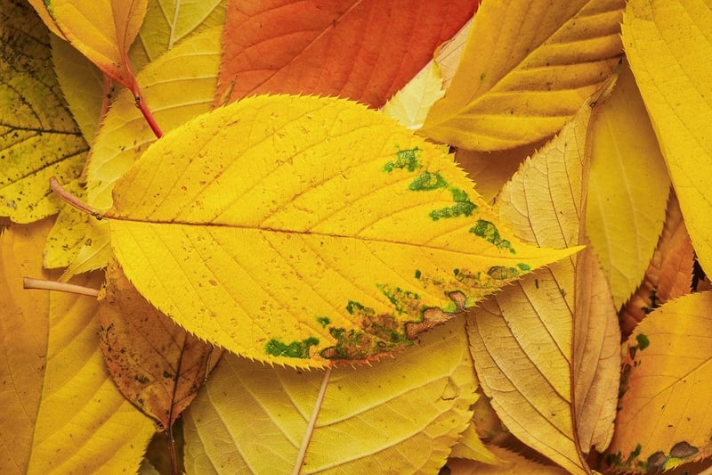 Botanical Patterns