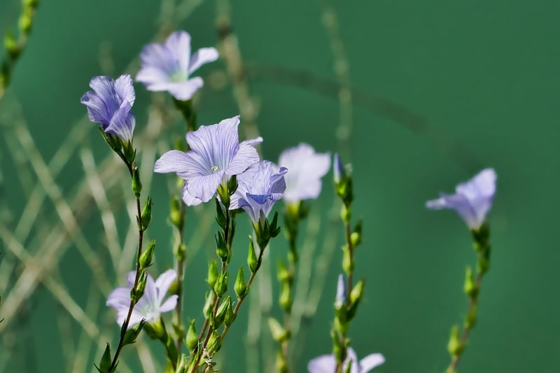 Botanical Scenes