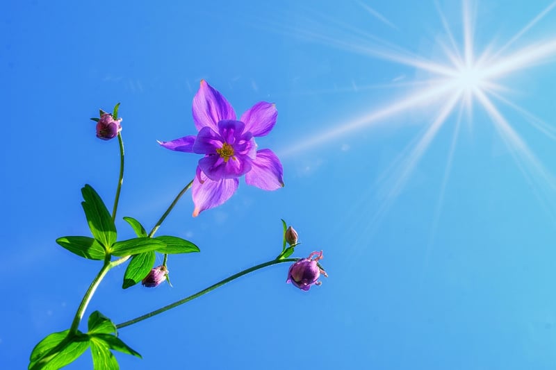 Vibrant Petals