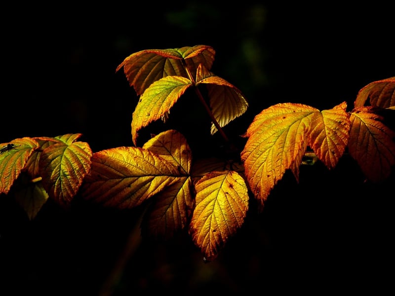Watercolor Painting of Autumn Leaves