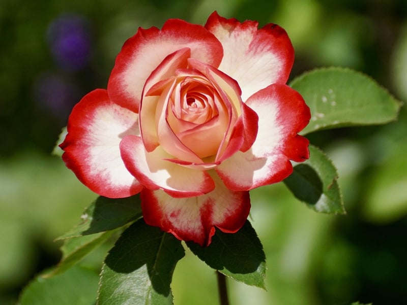 Vibrant Rose Petals