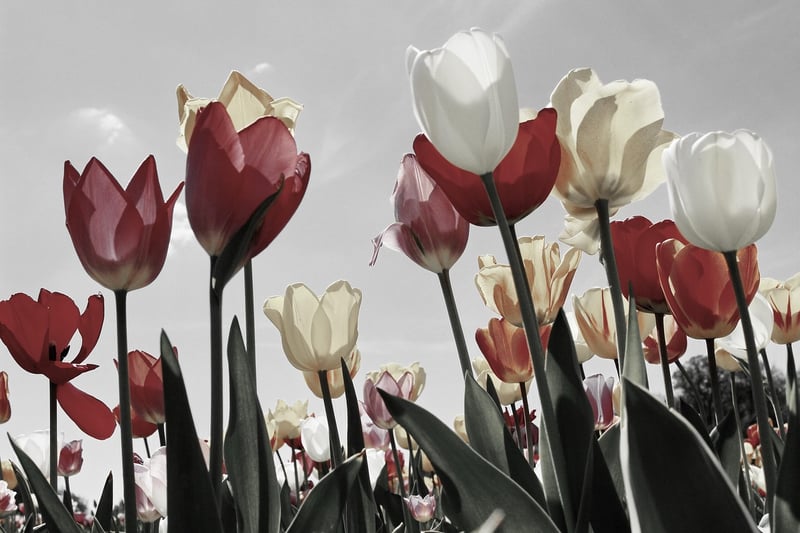 Blooming Tulips